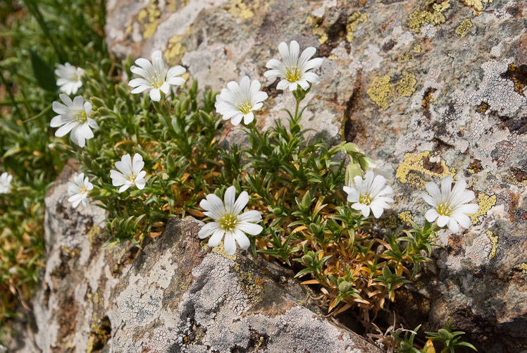 Troisième jour : Punta alla Corbajola.