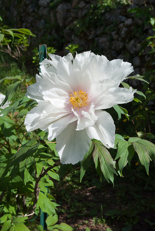 Pivoine à George.