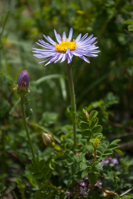 Aster