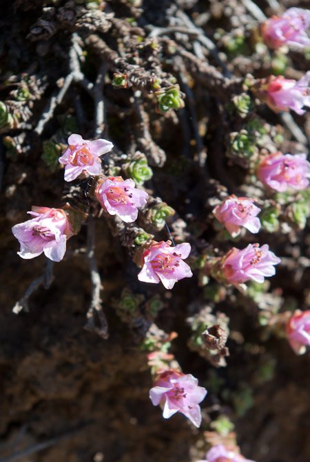 Saxifrage