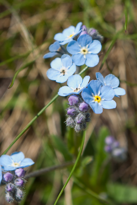 Myosotis