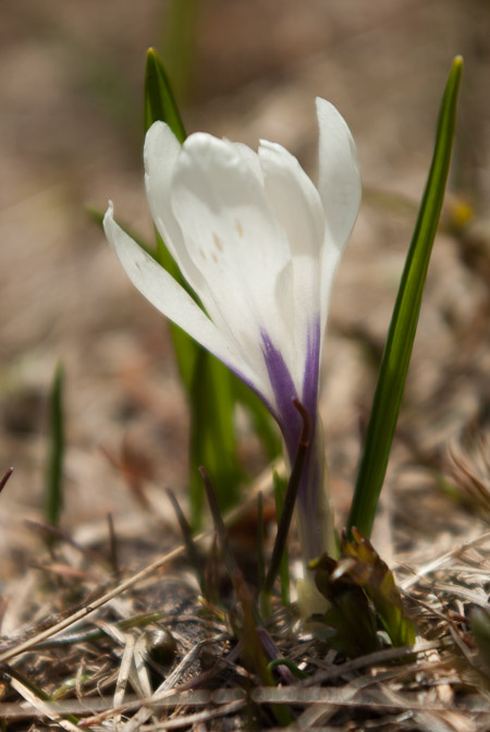 Crocus