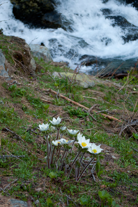 .Pulsatille blanche