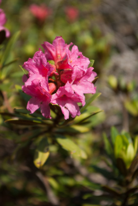 Rhododendron