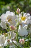 Valsaintes. <br> A l'aube du XIXe siècle, le monde des roses va connaître un immense bouleversement. Les botanistes introduisent de nombreuses roses venues d'Extrême-Orient. Ces variétés apportent leur caractère remontant mais aussi des couleurs inconnues chez les roses européennes telles le jaune ou le rouge. Les rosiéristes qui favorisent les croisements pour concevoir de nouvelles familles de roses à floraison remontante. C'est ainsi que naissent les Bourbons, les Hybrides remontants, les Noisettes, les Thés et les Bengales qui sont les principales familles cultivées entre 1800 et 1875.
