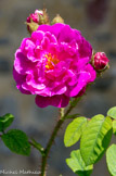 Valsaintes. <br> Beaucoup d'entre elles sont parfumées : parfum de « vraie rose » chez le 'Centifolia de Grasse', plus citronné pour le damas 'Kazanlick'.