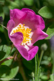 Valsaintes. <br> Parmi la centaine de roses botaniques (rosiers sauvages), 5 poussent naturellement en France : Rosa gallica, Rosa canina (églantier), Rosa pimpinellifolia, Rosa sempervirens, Rosa glauca. Elles présentent en commun une corolle de petite taille à cinq pétales et des couleurs allant du blanc au rose foncé. Elles ne sont pas remontantes, et fleurissent donc une seule fois par an. Certaines sont à port arbustif ou buissonnant, d'autres ont un port grimpant. Ici la rosa Gallica.