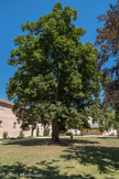 Cluny. <br> Le haras de Cluny. Le tilleul a plus de 200 ans.