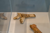 L’univers symbolique de la chasse au Paléolithique supérieur
Moulages : Fragment de propulseur orné de têtes de chevaux. Provenance : Mas-d’Azil (Ariège)
