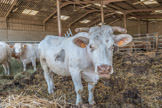 Bovins charolais.