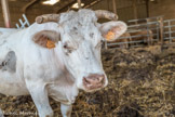 Bovins charolais.
