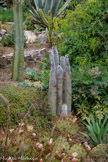Le Cleistocactus strausii est un cactus cierge couvert de « poils » blancs. Ce cactus est rustique, en effet il peut supporter des températures allant jusqu’à -12°C. Il est très bien acclimaté à la région méditerranéenne.
Il possède des épines dorées, courtes et dépassant des poils.
Sa tige est verte, avec de nombreuses côtes peu marquées, et est couverte de poils blancs courts.
Le Cleistocactus strausii atteint 2 mètres de hauteur environ et forme une touffe par ses rejets au pied.
Ses fleurs sont rouges et horizontales.