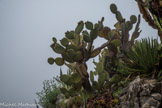 Une plante est dite grasse ou succulente lorsqu'elle emmagasine l'eau pour résister à la sécheresse. Si le Jardin d’Eze possède de nombreuses succulentes venues d'Afrique ou d’Amérique adaptées aux climats arides, il existe aussi des plantes succulentes vivant dans d’autres milieux, autour déjà Méditerranée ou en forêt tropicale. Le stockage s'effectue dans les parties charnues à tissu pulpeux ou fibreux, les feuilles et les tiges en particulier. Ces plantes ont développé des stratégies pour limiter l’évaporation : peau lisse parfois recouverte de cire, pilosité, épines à la place des feuilles. De nombreuses plantes succulentes, les cactus et des agaves notamment/ arrivèrent en Europe à l'époque des grandes Découvertes. La première cactée aurait été ramenée par Christophe Colomb mais il faut attendre la renaissance pour avoir des informations sur ces plantes. Le premier agave fut importé au XVIe siècle et le premier à fleurir sur le vieux continent avec sa hampe de plusieurs mètres fit sensation. C'est, entre autres, au général Weber, un membre du corps expéditionnaire de Maximilien d’Autriche en 1865, que l'on doit l'acclimatation des plantes grasses sur la Côte d’Azur. Aujourd'hui, cactus, agaves, aloès et euphorbes font partie intégrante des paysages de la Côte d'Azur.