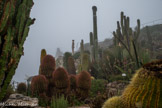 La nature et l’évolution face à des contraintes climatiques comparables en différents points du globe apportent des réponses similaires. Les cactus, originaires du continent américain, peuvent être abusifs, globulaires comme les coussins de belle-mère (Echinocaclus grusonii) ou colonnaires tel le Cierge à tête de vieillard (CephaIocereus senlis). Les euphorbes succulentes, natives d’Afrique adoptent les mêmes réponses face à la sécheresse au point qu’il est parfois difficile de les distinguer.
On reconnait les cactus des euphorbes à quelques critères. Le cactus possède des alvéoles munies d’aiguillons, tandis que sur l’euphorbe les épines fixées sur l’épiderme sont souvent groupées par deux. Si la sève du cactus aqueuse et son fruit parfois comestible comme la figue de barbarie issue de Opuntia ficus indica, l’euphorbe sécrète un latex blanc toxique.
Les euphorbes donnent de nombreuses petites fleurs, celles des cactus sont de dimensions plus importantes, parfois munies d’écailles et en général de couleur vive. Celles de l’Echinopsis possèdent par exemple de grands pétales blancs et des étamines jaunes.