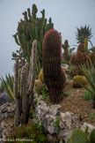 Ferocactus pilosus. Le nom vient du latin ferus (= féroce) par référence aux épines acérées. Derière, une Euphorbia candelabrum.