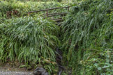 Villa Durazzo Pallavicini. <br> Ier acte : le retour à la nature. C'est le retour à la nature, où le visiteur est invité à purifier son esprit grâce à la beauté offerte par les multiples variations de la flore.