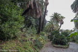 Villa Durazzo Pallavicini. <br> Ier acte : le retour à la nature. L’oasis méditerranéenne. Après la scénographie alpestre de l'Ermitage et son atmosphère ombreuse et forestière, nous voici dans une oasis de palmiers et de plantes exotiques  succulentes.