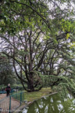 Villa Durazzo Pallavicini. <br>3ème acte : la catharsis. Un cèdre du Liban