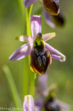 Ophrys splendide.