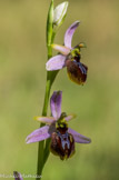 Ophrys splendide.