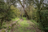 Le parc du château de Saint-Martin-de-Pallières. Allée de l'ours (ou de l'ourse).