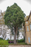 <center>Le château de Teillan. </center> Ce cyprès date de François Ier. Quand Richelieu était à Teillan, il pourchassait un pasteur protestant  protégé par la marquis. Ce pasteur, en 1629, resta caché dans l'arbre.