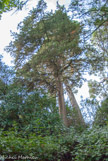 <center>Le château de Teillan. </center> Deux pins de 42 m de haut, ont entremêlé leurs racines, ce qui leur a permis de survivre. Ils sont âgés de 500 à 550 ans ce qui les place parmi les plus vieux du bassin méditerranéen.