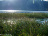 <center></center><center>Le lac du Bouget. </center> La roselière du lac.