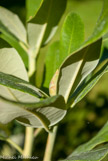 <center>Rhododendron polar bear</center>