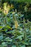 <center>Agastache golden jubilee</center>