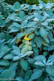 <center>Sauge officinale</center>