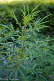 <center>Tagètes de lemon</center>