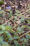 <center>Trèfle bitumineux</center>