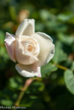 <center>Rose  boule de neige</center>