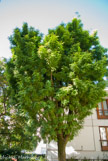 <center>Ledichia d'Amérique (févier)</center>