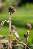 <center>Monarde</center>