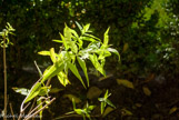 <center>Verveine citronelle</center>