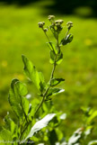 <center>menthe coq</center>