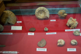 <center>Ammonites.</center>