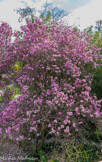<center>Le jardin du val Rahmeh.</center>Magnolia : c’est la première fleur qui est apparue sur terre.