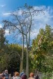 <center>Le jardin du val Rahmeh.</center>Chorisia speciosa : famille du baobab, le tronc est une réserve d’eau,