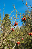 <center>Le jardin du val Rahmeh.</center>Tomates en arbre, ou tamarillo au Pérou, utilisées dans les confitures afin de les épaissir.