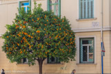 <center>Un bigaradier.</center>L’orange a été cultivée en premier par les Portugais qui vont ensuite les répandre en Europe. C’est un hybride, au début il existait le cédrat, l’orange amère ou bigarade et le pamplemousse.