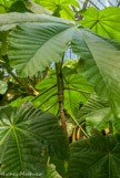 <center>Jardin des plantes. </center>