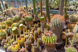 <center>Jardin des plantes. </center>