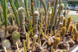 <center>Jardin des plantes. </center>