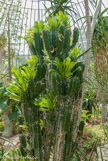 <center>Jardin des plantes. </center>