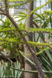 <center>Jardin des plantes. </center>