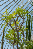 <center>Jardin des plantes. </center>