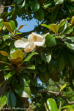 <center>Jardin des plantes. </center> Fleurs du magnolia.